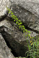 Image of Plectranthus kapatensis (R. E. Fr.) J. K. Morton