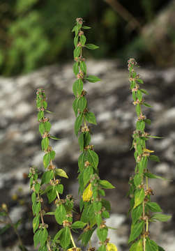 Image of Plectranthus kapatensis (R. E. Fr.) J. K. Morton