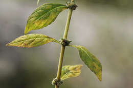 Image of Plectranthus kapatensis (R. E. Fr.) J. K. Morton