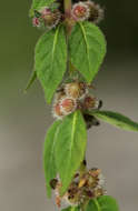 Image of Plectranthus kapatensis (R. E. Fr.) J. K. Morton