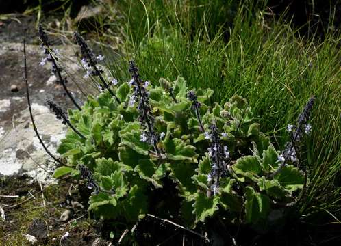 Image de Plectranthus lanuginosus (Hochst. ex Benth.) Agnew