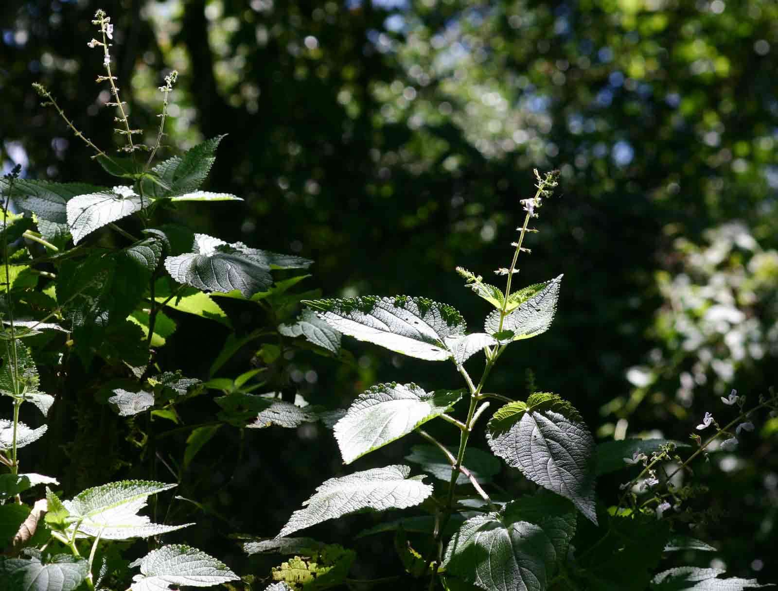 Слика од Plectranthus laxiflorus Benth.