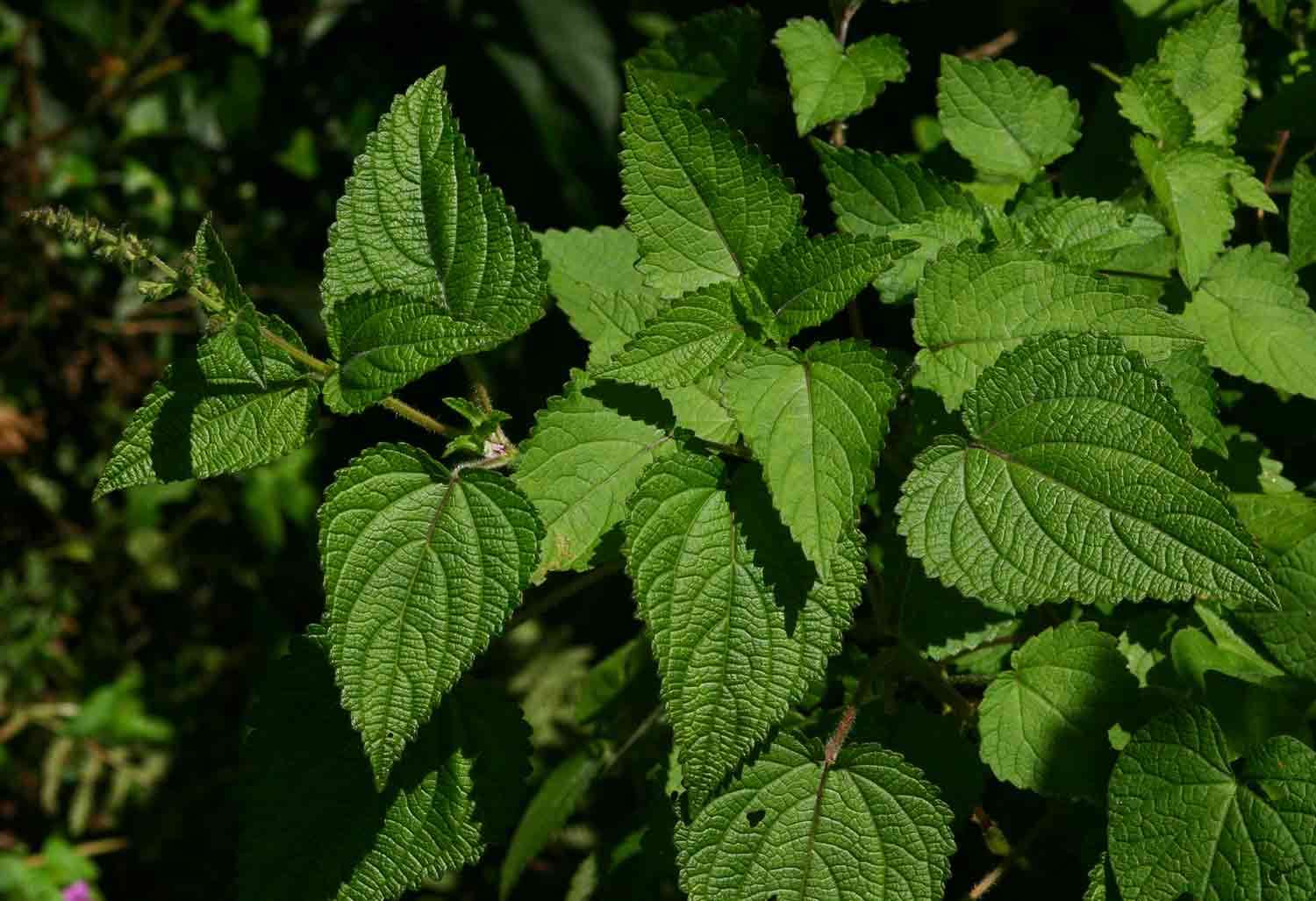 Слика од Plectranthus laxiflorus Benth.