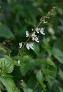 Слика од Plectranthus laxiflorus Benth.