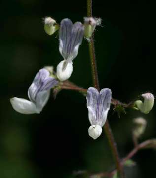 Image of White spur flower