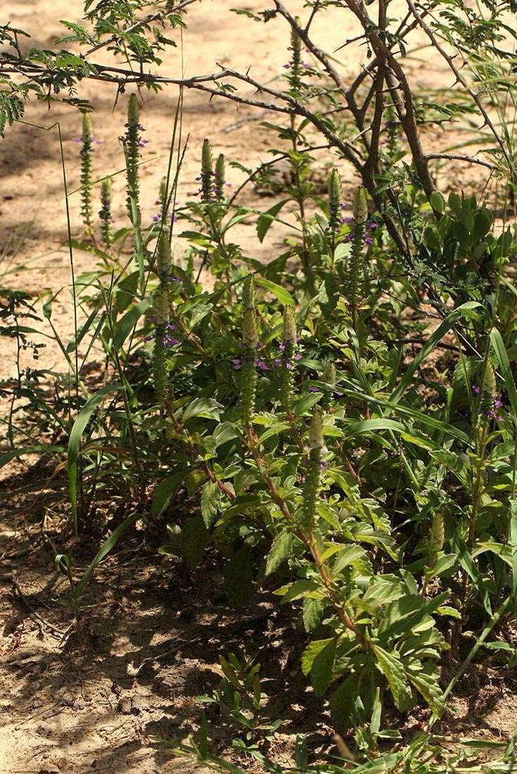 Image de Plectranthus neochilus Schltr.