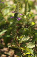 Image de Plectranthus neochilus Schltr.