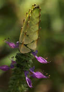 Image de Plectranthus neochilus Schltr.