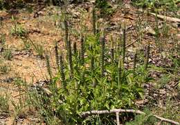 Image de Plectranthus neochilus Schltr.