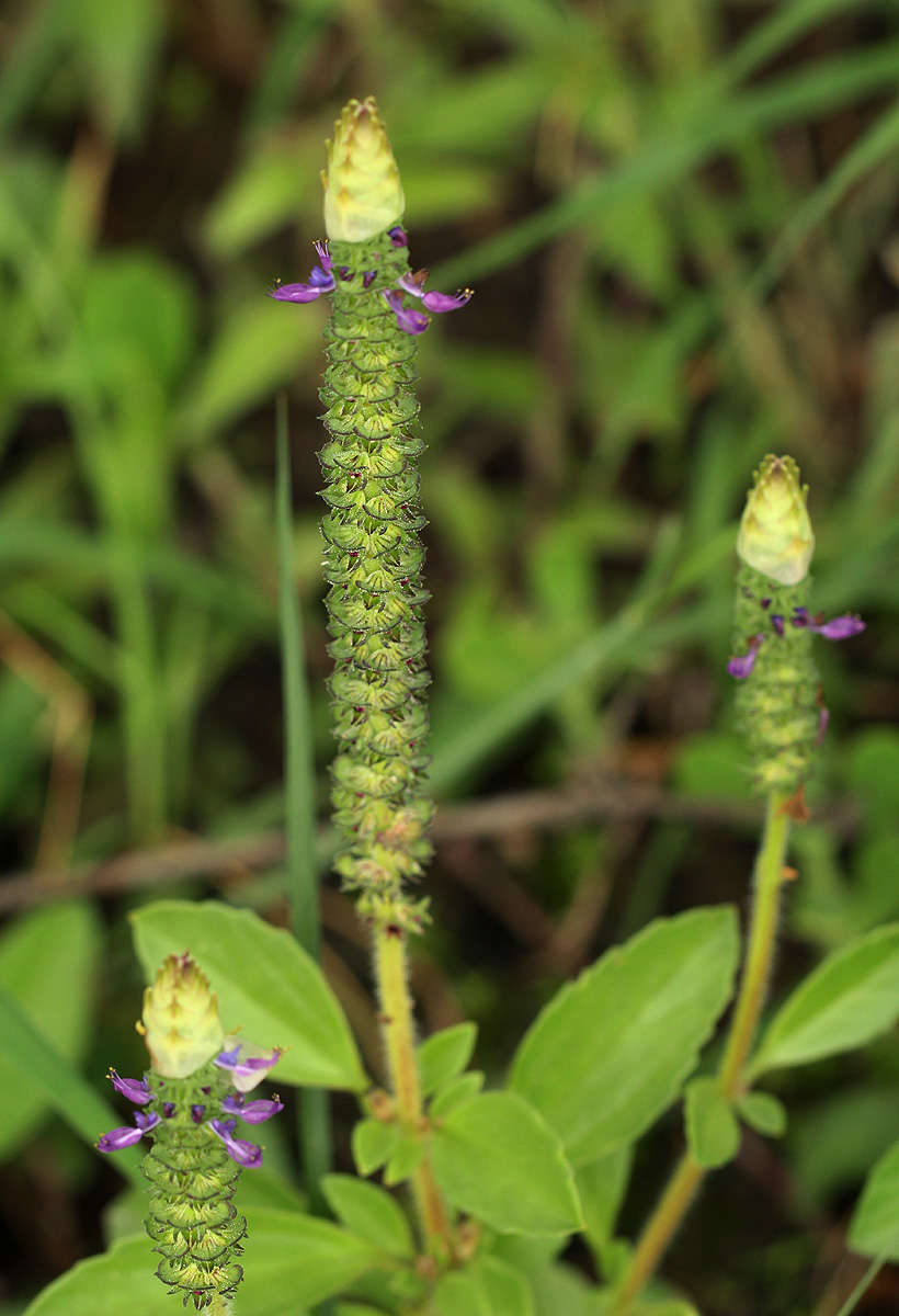 Image de Plectranthus neochilus Schltr.