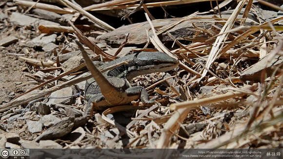 Image of Takydromus hsuehshanensis Lin & Cheng 1981