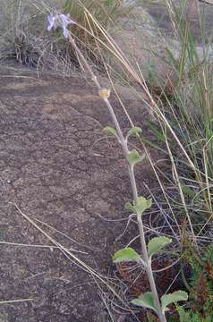 Image de Plectranthus sanguineus Britten