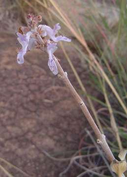 Image de Plectranthus sanguineus Britten