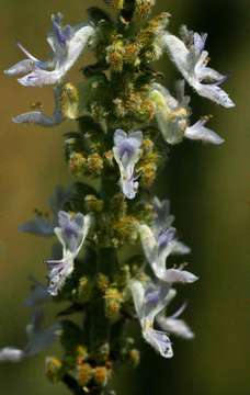 Image de Plectranthus sanguineus Britten