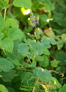 Image de Plectranthus stenosiphon Baker