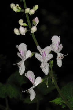 Image de Plectranthus swynnertonii S. Moore