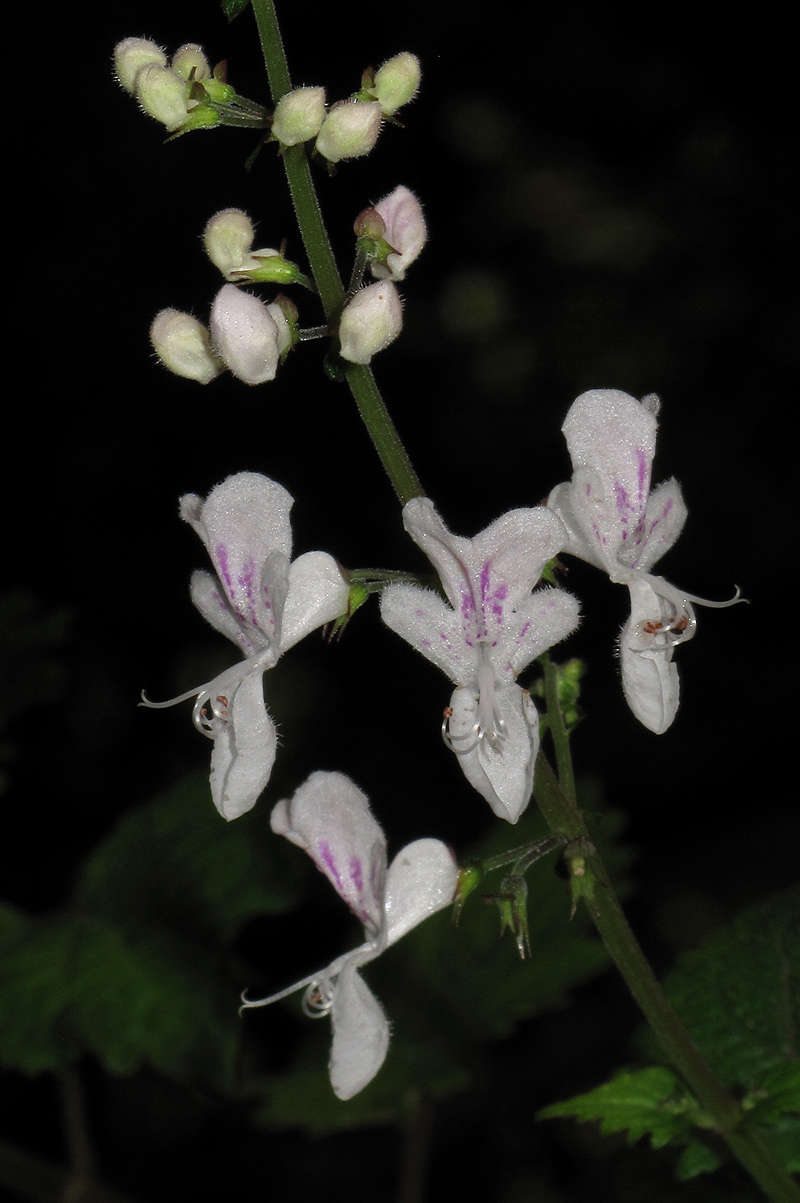 Image of Swynnerton's spur flower