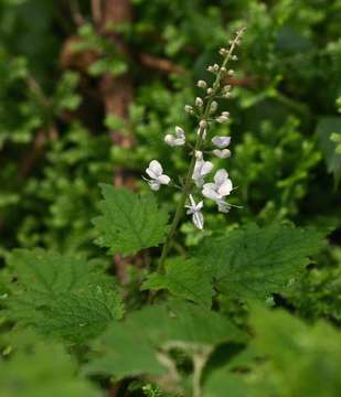 Image of Swynnerton's spur flower