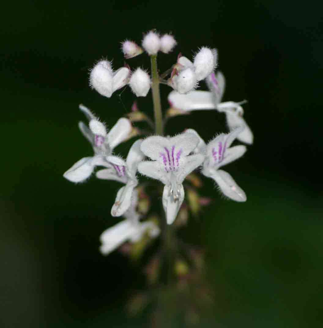 Image of Swynnerton's spur flower