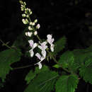 Image of Swynnerton's spur flower