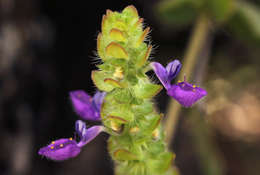 Image of Plectranthus lasianthus (Gürke) Vollesen