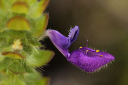 Image of Plectranthus lasianthus (Gürke) Vollesen