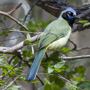 Image of Green Jay