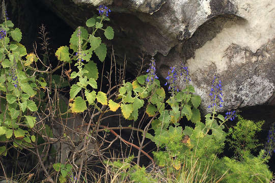 Image of Plectranthus thyrsoideus (Baker) B. Mathew