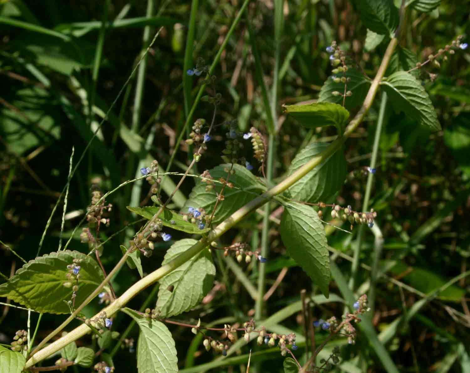 Image of Plectranthus djalonensis (A. Chev.) A. J. Paton