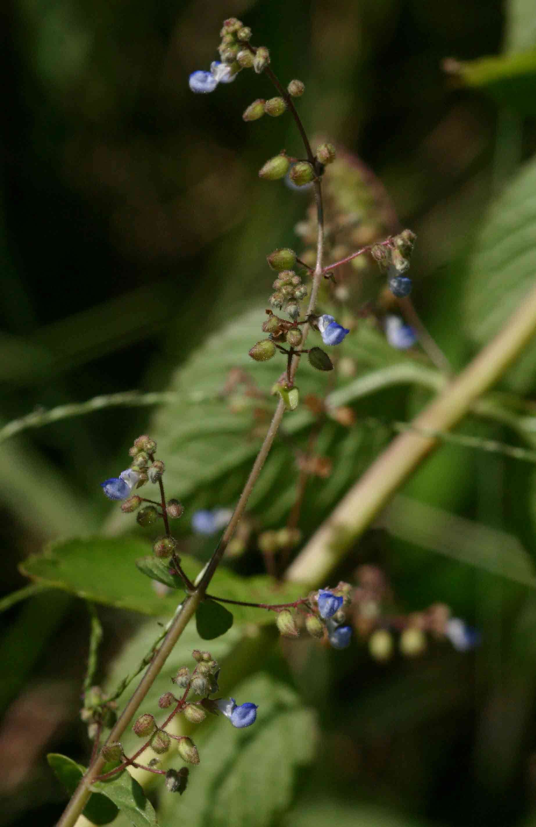 Plectranthus djalonensis (A. Chev.) A. J. Paton的圖片