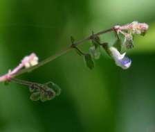 Plectranthus djalonensis (A. Chev.) A. J. Paton的圖片