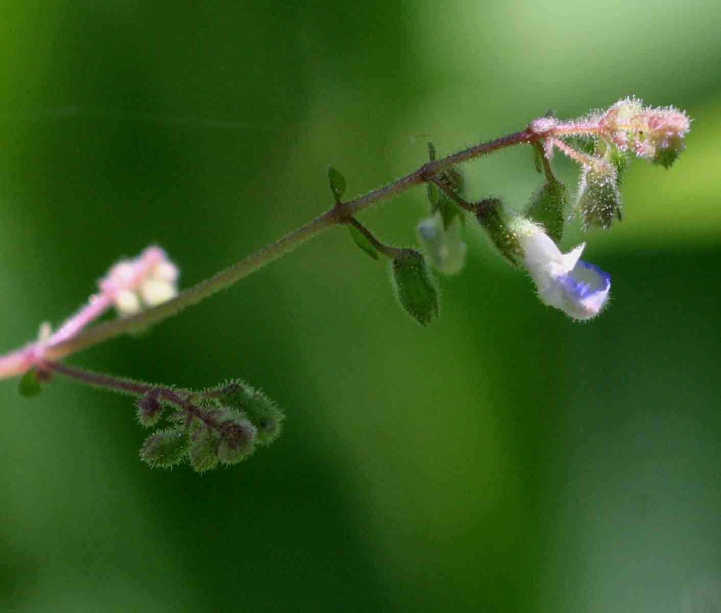 Plectranthus djalonensis (A. Chev.) A. J. Paton的圖片