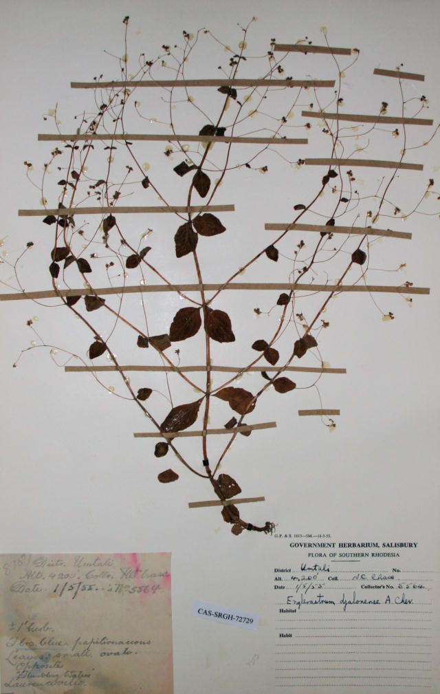 Image of Plectranthus djalonensis (A. Chev.) A. J. Paton