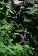 Слика од Plectranthus bojeri (Benth.) Hedge