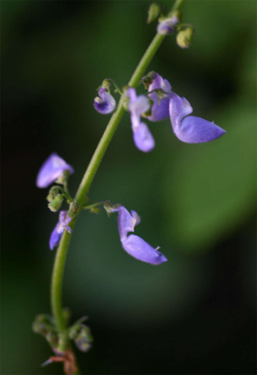 Слика од Plectranthus bojeri (Benth.) Hedge