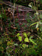 Image of Plectranthus bojeri (Benth.) Hedge