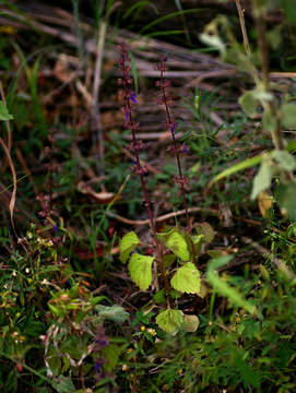 Слика од Plectranthus bojeri (Benth.) Hedge