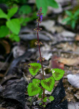 Image of Plectranthus bojeri (Benth.) Hedge