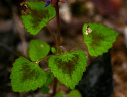 Image of Plectranthus bojeri (Benth.) Hedge