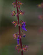 Image of Plectranthus bojeri (Benth.) Hedge