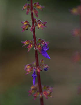 Слика од Plectranthus bojeri (Benth.) Hedge