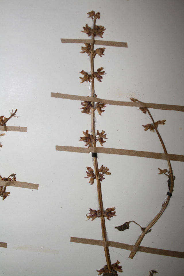 Image of Plectranthus bojeri (Benth.) Hedge