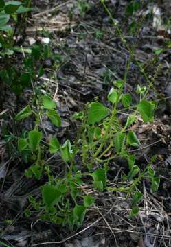 Image of Plectranthus bojeri (Benth.) Hedge