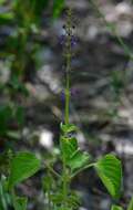 Image of Plectranthus bojeri (Benth.) Hedge