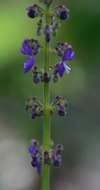 Image of Plectranthus bojeri (Benth.) Hedge