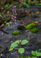 Image of Plectranthus bojeri (Benth.) Hedge