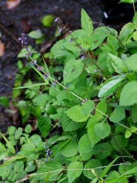 Слика од Plectranthus bojeri (Benth.) Hedge