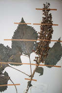 Image of Plectranthus shirensis (Gürke) A. J. Paton