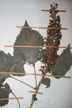 Image of Plectranthus shirensis (Gürke) A. J. Paton