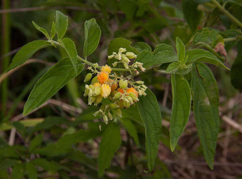 Image of Butterberries